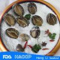 Fresh abalone frozen on sale with ISO Certification